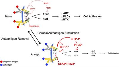 Putting on the Brakes: Regulatory Kinases and Phosphatases Maintaining B Cell Anergy